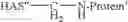 Fig. 56 - Conjugates of hydroxyalkyl starch and a protein, prepared by reductive amination
