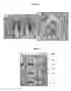 Fig. 03 - Archaeon expression system