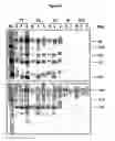 Fig. 05 - Archaeon expression system