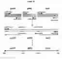 Fig. 06 - Archaeon expression system