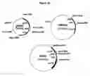 Fig. 07 - Archaeon expression system
