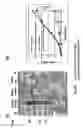 Fig. 09 - Archaeon expression system