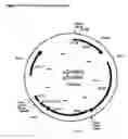 Fig. 04 - Gene delivery of detoxifying agent