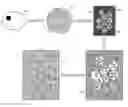 Fig. 01 - CELLULAR ENCAPSULATION FOR SELF-ASSEMBLY OF ENGINEERED TISSUE