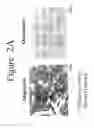 Fig. 03 - Differentiation of adipose stromal cells into osteoblasts and treating bones