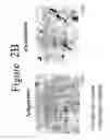 Fig. 04 - Differentiation of adipose stromal cells into osteoblasts and treating bones