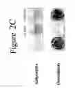 Fig. 05 - Differentiation of adipose stromal cells into osteoblasts and treating bones