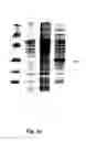 Fig. 23 - Plasmids, their derivatives and fragments, their methods of manufacture and application