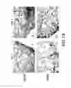 Fig. 20 - Methods of inducing or increasing the expression of proteoglycans such as aggrecan in cells