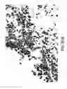 Fig. 22 - Methods of inducing or increasing the expression of proteoglycans such as aggrecan in cells