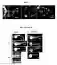 Fig. 05 - Compositions and methods relating to organ-, tissue-, and cell-specific antibodies