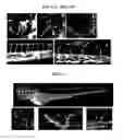 Fig. 09 - Compositions and methods relating to organ-, tissue-, and cell-specific antibodies