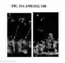 Fig. 12 - Compositions and methods relating to organ-, tissue-, and cell-specific antibodies