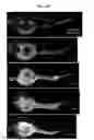 Fig. 13 - Compositions and methods relating to organ-, tissue-, and cell-specific antibodies