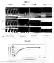 Fig. 14 - Compositions and methods relating to organ-, tissue-, and cell-specific antibodies