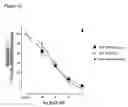 Fig. 02 - Antibodies to TGF-BETA