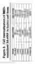 Fig. 06 - Metal-binding therapeutic peptides