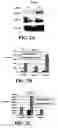 Fig. 03 - Effectors of innate immunity