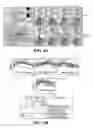 Fig. 10 - Effectors of innate immunity