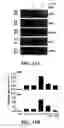 Fig. 12 - Effectors of innate immunity
