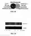 Fig. 18 - Effectors of innate immunity