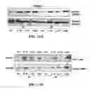 Fig. 20 - Effectors of innate immunity