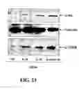 Fig. 23 - Effectors of innate immunity