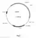 Fig. 03 - system and uses thereof