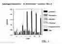 Fig. 04 - chimeric outer membrane protein PlpE and leukotoxin epitopes as a vaccine or vaccine component against shipping fever