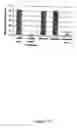Fig. 26 - chimeric outer membrane protein PlpE and leukotoxin epitopes as a vaccine or vaccine component against shipping fever