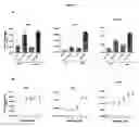 Fig. 08 - Methods for reducing intimal hyperplasia, smooth muscle cell proliferation and restenosis in mammals