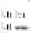 Fig. 02 - Methods of treating hematological malignancies