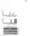Fig. 06 - Methods of treating hematological malignancies