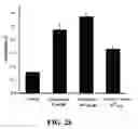 Fig. 04 - PHYTOESTROGENIC COMPOSITION COMPRISING AN EXTRACT OF CHINESE LICORICE ROOT, ISOLIQUIRITIN OR LIQUIRITIN