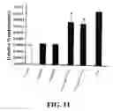 Fig. 12 - PHYTOESTROGENIC COMPOSITION COMPRISING AN EXTRACT OF CHINESE LICORICE ROOT, ISOLIQUIRITIN OR LIQUIRITIN