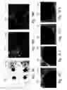 Fig. 10 - Cleaning method used in removing contaminants from the surface of an oxide or fluoride comprising a group III B metal