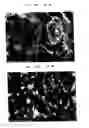 Fig. 03 - Carbon nanotube-dispersed composite material, method for producing same and article same is applied to