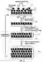 Fig. 04 - Multilayer ferritin array for bionanobattery