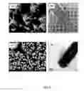 Fig. 04 - Coated carbon nanotube array electrodes