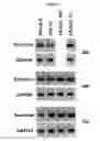 Fig. 03 - SCLERAXIS