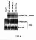 Fig. 05 - Methods for treating lentivirus infections
