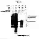Fig. 09 - Methods for treating lentivirus infections