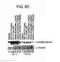 Fig. 11 - Methods for treating lentivirus infections