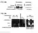 Fig. 12 - Methods for treating lentivirus infections