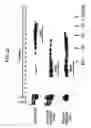 Fig. 23 - Methods for treating lentivirus infections