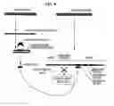 Fig. 11 - Microrna-related nucleic acids and uses thereof