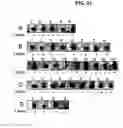 Fig. 27 - Microrna-related nucleic acids and uses thereof