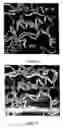 Fig. 14 - Structural interaction fingerprint