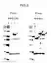Fig. 04 - Interaction inhibitors, method of detecting interaction inhibitor and kit detecting interaction inhibitor
