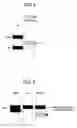Fig. 05 - Interaction inhibitors, method of detecting interaction inhibitor and kit detecting interaction inhibitor